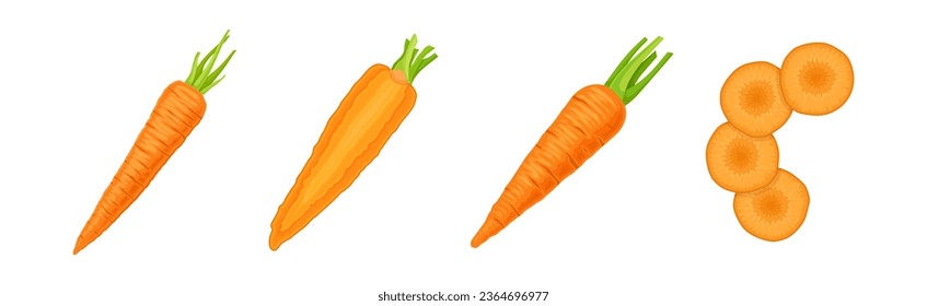 Zanahoria como conjunto vegetal de raíz naranja completo y vectorial segmentado