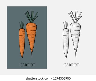 Carrot. Carrot organic food photo-realistic vector illustration of healthy vegetable.