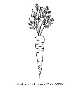 Carrot outline. Hand drawn vector illustration. Farm market product, isolated vegetable.