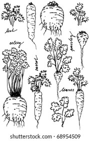 Carrot, parsley, celery - root and leaves.  Hand-drawn illustration converted to vectors. Leaves are ready to separate from root.