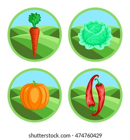 Carrot, pepper, pumpkin, cabbage. Organic vegetables, round vector color badges or tags