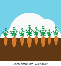 Carrot plant