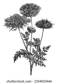 The Carrot plant is biennial. The plant will not initiate a flower head until the second year of growth and a chilling period, vintage line drawing or engraving illustration.