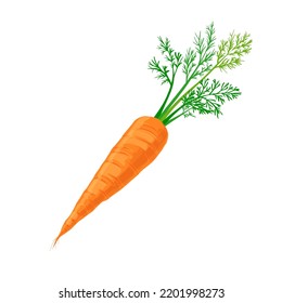 carrot plant cartoon. vegetable harvest, soil agriculture, organic garden, green healthy food carrot plant vector illustration