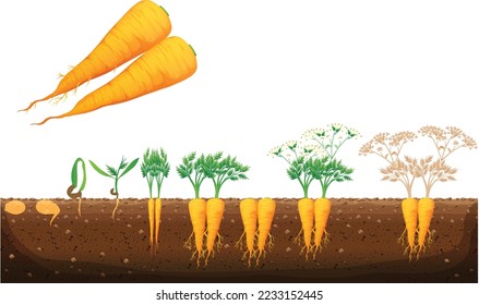 Carrot plant growth stages, The Growing process of carrot from seeds, sprout to mature taproot, Orange carrots tap root vegetable botany life cycle. Harvest cultivation and development