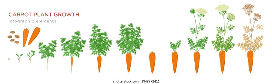 Carrot plant growth stages infographic elements. Growing process of carrot from seeds, sprout to mature taproot, life cycle of biennial plant isolated on white background vector flat illustration.