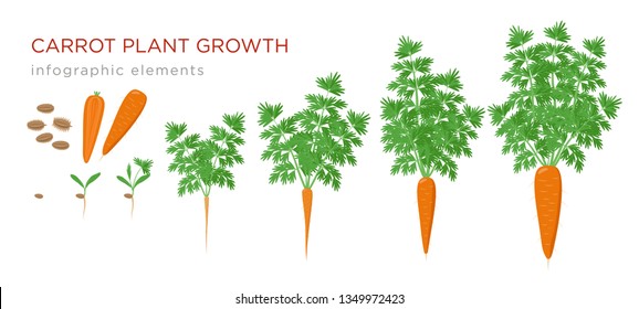 Carrot plant growth stages infographic elements. Growing process of carrot from seeds, sprout to mature taproot, life cycle of plant isolated on white background vector flat illustration.