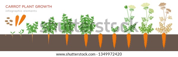 Carrot plant growth stages infographic\
elements. Growing process of carrot from seeds, sprout to mature\
taproot, life cycle of biennial plant isolated on white background\
vector flat\
illustration.