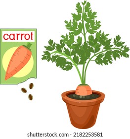 Carrot plant with ripe orange root-crop, green leaves in flower pot and open sachet with seeds isolated on white background