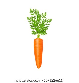 Carrot, realistic 3D raw whole vegetable, isolated vector on white background. Realistic carrot root with green leaves for cooking or natural organic vegetable food and vegetarian cuisine