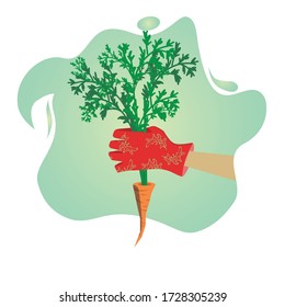 carrot in a red glove with a print, sticker illustration about gardening and growing plants, vector icon for websites, applications and advertising, icon for logo