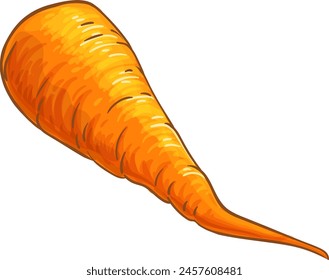 Carrot Root Colored Detailed Illustration