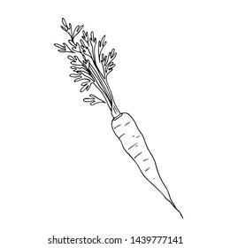 Carrot. Root crop with leaves. Linear drawing. Vector illustration.