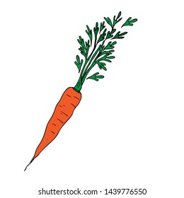 Carrot. Root crop with leaves. Vector illustration.