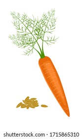 Carrot. Сarrot Seeds. Grow Plant from pip. Harvest Vegetables. Vector Illustration. White background isolated