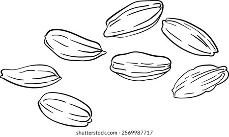 carrot  seeds isolated  outline illustration