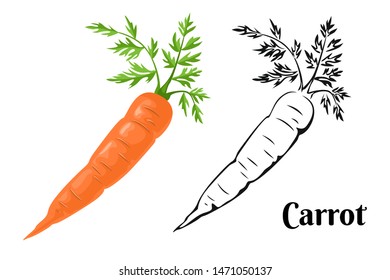 Carrot Set. Cartoon orange carrot isolated on a white background and black and white illustration. Vector icons of fresh root vegetables.