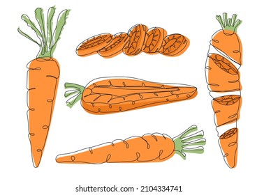 Carrot set: half, slice and whole. Set of vegetables in line art isolated on white background.  Vector illustration of vegetables