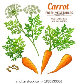 carrot set on white background