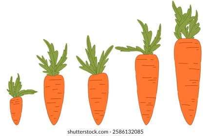 Carrot set vector with bright orange tones and green leaves. Clean and crisp design for versatile use. Suitable for gardening websites, organic food labels, cookbooks, animations and market signs