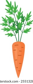 A carrot is shown in a cartoon style drawing