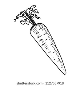 carrot simple sketch vector isolated.