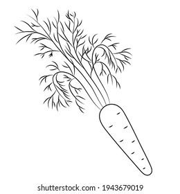 Carrot. Sketch. Delicious root vegetable. Fluffy foliage. Vector illustration. Coloring book for children. Vegan food. Easter bunny food. A healthy vegetable. Harvesting. The seasonal product.