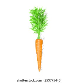 carrot sketch drawing isolated over white background vector illustration