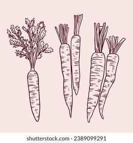 Carrot sketch. hand drawn Carrot outline illustration. Carrot vector drawing. Carrot isolated on background. vector illustration. Carrots line art drawing.