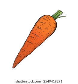 Carrot in sketch style colored. Vintage style isolated on white background. Vector image hand-drawn. Perfect for vegetable related designs.