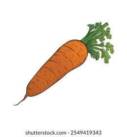 Carrot in sketch style colored. Vintage style isolated on white background. Vector image hand-drawn. Perfect for vegetable related designs.