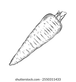 Carrot in sketch style. Vintage style isolated on white background. Vector image. Perfect for vegetable related designs.