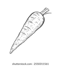 Carrot in sketch style. Vintage style isolated on white background. Vector image. Perfect for vegetable related designs.