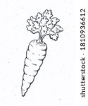 Carrot with a stem of leaves. Healthy vegetarian food. Ingredient for vegetable menu. Vector illustration. Only outline Isolated on white background. Clip art for packaging, label, menu, signboard