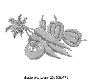  carrot, tomato, paprika vintage engraving drawing style vector illustration