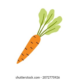 Carrot with top leaf. Fresh orange root vegetable with crunchy tuber and leaves. Carotene food. Healthy vitamin veggie icon drawn in doodle style. Flat vector illustration isolated on white background