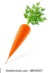 carrot with top vector illustration isolated on white background