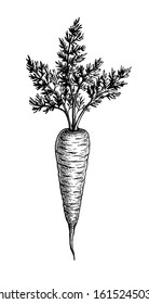 Carrot with tops. Ink sketch isolated on white background. Hand drawn vector illustration. Retro style.