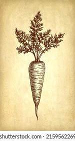 Carrot with tops. Ink sketch on old paper background. Hand drawn vector illustration. Vintage style stroke drawing.