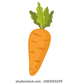 Carrot with tops. Orange tuber and leaf of fresh raw root vegetable. Sweet vegetarian food. Colored flat vector illustration of crunchy veggie isolated on white background