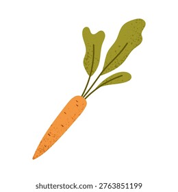 Carrot with tops. Orange tuber and leaf of fresh raw root vegetable. Flat vector illustration isolated on white background