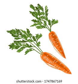Carrot. Two orange carrots with green leaves. Hand drawing in a flat style. Useful vitamin vegetable. Vector illustration isolated on a white background for design and web.