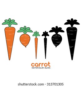 carrot vector