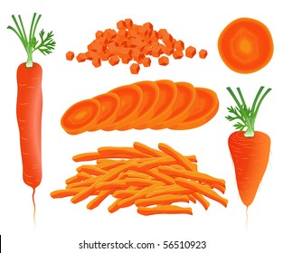 Carrot. Vector.