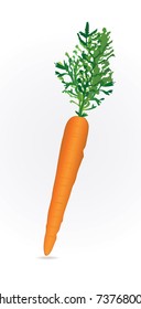 Carrot vector