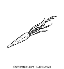 carrot vector doodle sketch isolated on white background