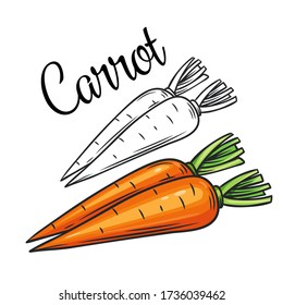 Carrot vector drawing icon. Vegetable in retro style, outline illustration of farm product for design advertising products shop or market.