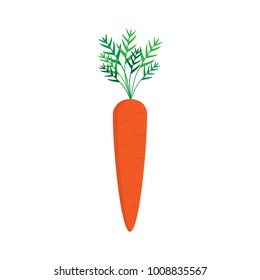 Carrot vector graphic illustration, isolated on white background. Sweet orange carrot vegetable with green leaves.