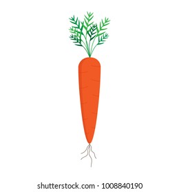 
Carrot vector graphic illustration, isolated on white background. Sweet orange carrot vegetable with green leaves and brown roots.