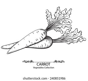 Carrot. Vector hand drawn vegetables isolated on white background